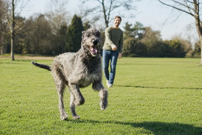 Ein vitaler Irischer Wolfshund läuft fröhlich über eine grüne Wiese, während sein Besitzer im Hintergrund spielt.