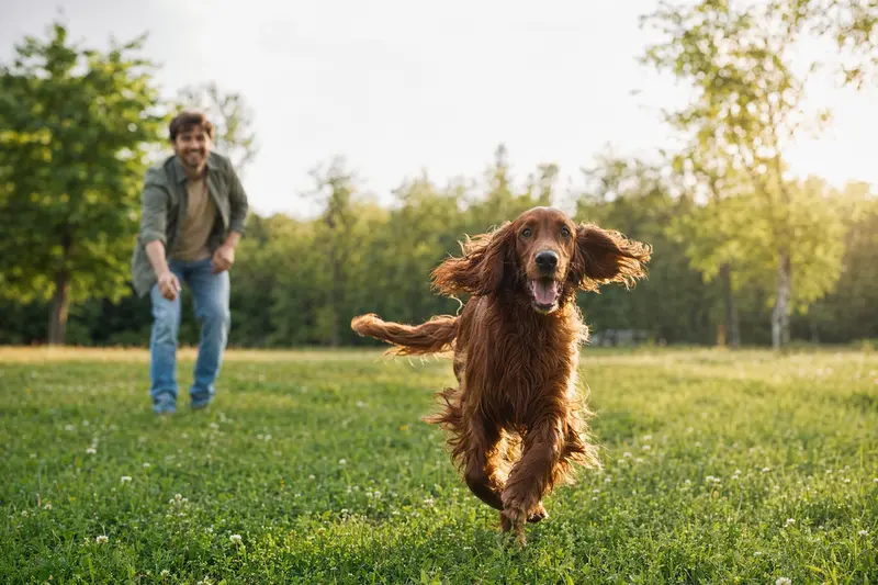 Ein vitaler Irish Red Setter läuft fröhlich über eine grüne Wiese im Park, während sein Besitzer im Hintergrund mit ihm spielt.