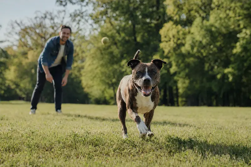 Ein gesunder Irish Staffordshire Terrier rennt fröhlich über eine Wiese, während sein Besitzer im Hintergrund spielt.
