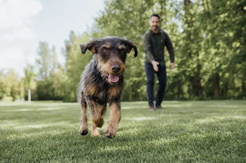 Ein Istarski Ostrodlaki Gonic Hund läuft fröhlich über eine grüne Wiese, während sein Besitzer im Hintergrund mit ihm spielt.