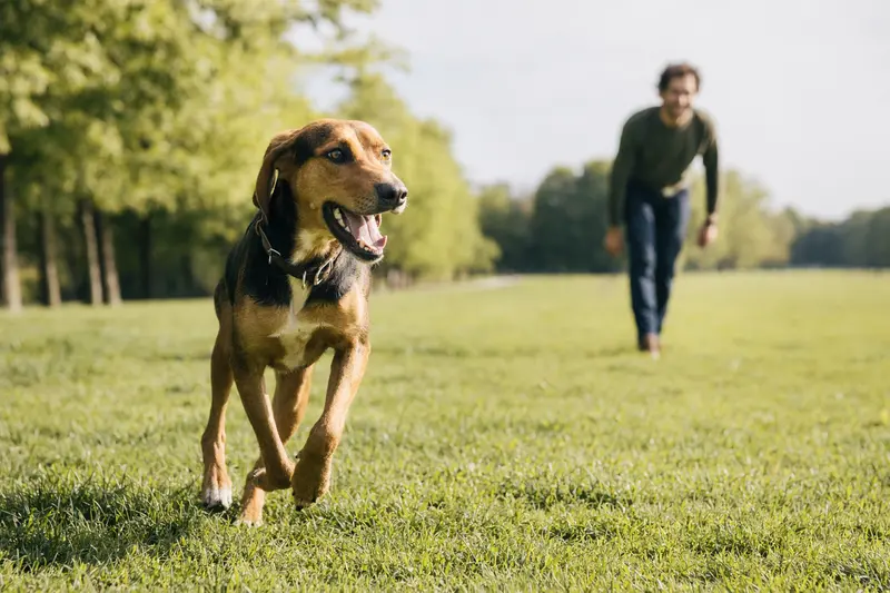 Ein vitaler Istrianer Bracke Hund läuft fröhlich über eine grüne Wiese, während sein Besitzer im Hintergrund mit ihm spielt.