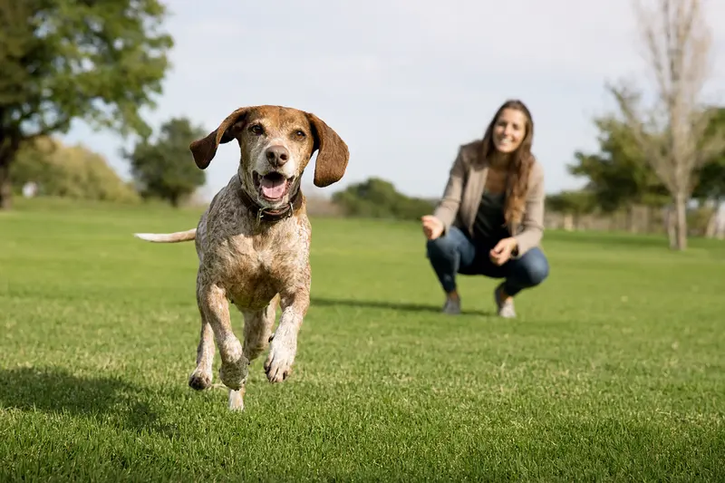 Ein lebhafter Italienische Bracke Hund springt fröhlich über eine grüne Wiese, während sein Besitzer im Hintergrund mit ihm spielt.