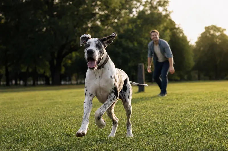 Eine Italienische Dogge läuft fröhlich über eine grüne Wiese, während der Besitzer im Hintergrund mit ihr spielt und der sonnige Tag für positive Stimmung sorgt.