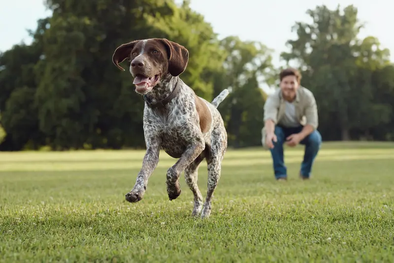 Ein lebhafter Italienischer Vorstehhund läuft über die grüne Wiese, während sein Besitzer im Hintergrund spielt, symbolisiert ein aktives Hundeleben.