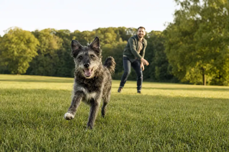 Ein italienischer Wolfhund läuft glücklich über eine grüne Wiese, während sein Besitzer im Hintergrund mit ihm spielt.
