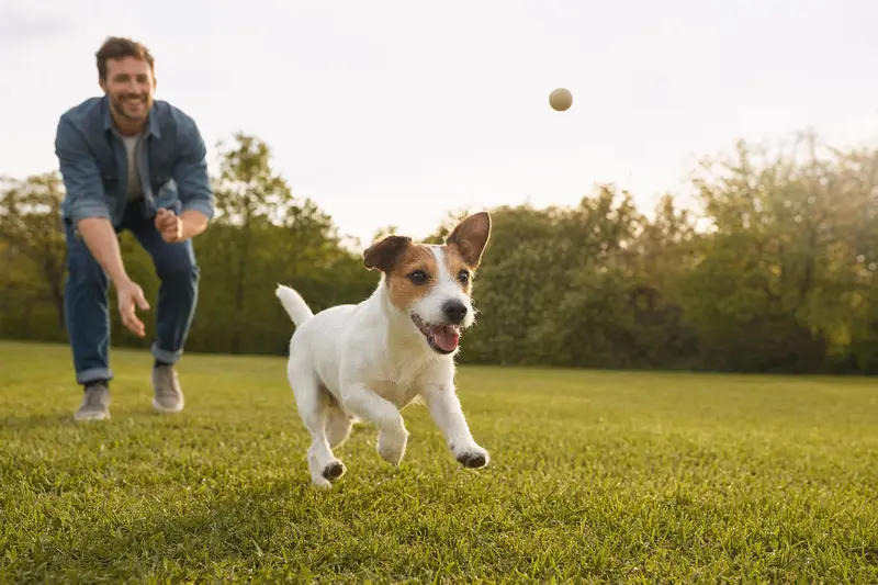 Ein fröhlicher Jack Russell Terrier läuft über eine grüne Wiese, während sein Besitzer im Hintergrund mit ihm spielt.