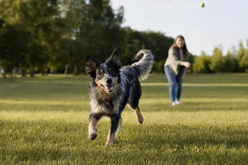 Ein fröhlicher Jämtländer Hund läuft über eine grüne Wiese, während sein Besitzer im Hintergrund mit ihm spielt.