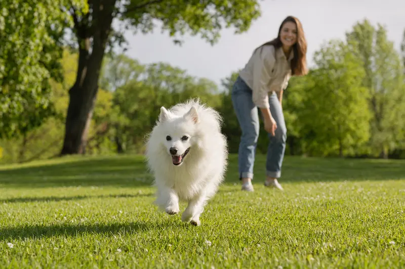 Ein fröhlicher Japan Spitz Hund läuft über eine grüne Wiese, während sein Besitzer im Hintergrund spielt.