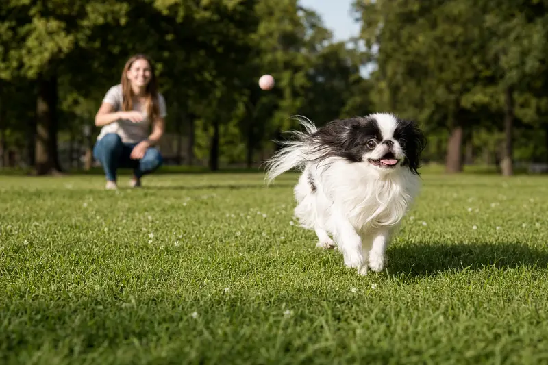 Ein Japanischer Chin Hund läuft fröhlich über eine grüne Wiese, während sein Besitzer im Hintergrund spielt.
