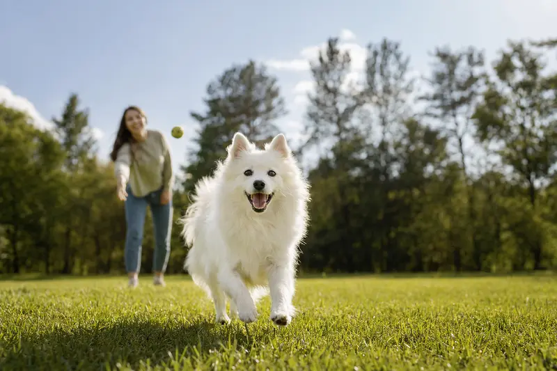 Ein Japanischer Spitz Hund läuft fröhlich über eine grüne Wiese, während sein Besitzer im Hintergrund spielt.