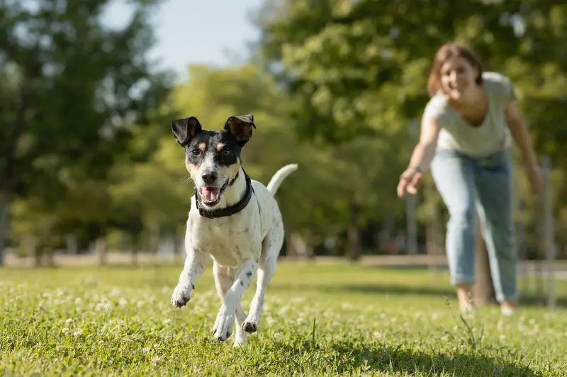 Ein vitaler Japanischer Terrier läuft fröhlich über eine grüne Wiese im Park.