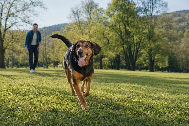 Ein aktiver Jugoslavenski Planinski Gonic läuft fröhlich über eine grüne Wiese im Park, während sein Besitzer im Hintergrund mit ihm spielt.