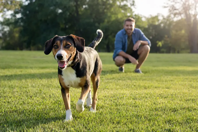 Ein fröhlicher Jugoslavenski Trobojni Gonic Hund läuft über eine grüne Wiese, während sein Besitzer im Hintergrund spielt.
