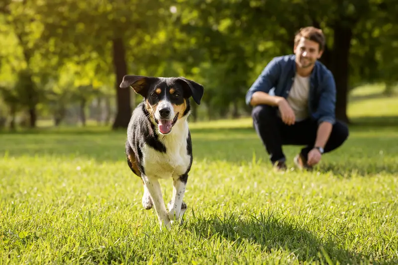 Ein jugoslawischer dreifarbiger Hund läuft fröhlich über eine grüne Wiese, während sein Besitzer im Hintergrund spielt.