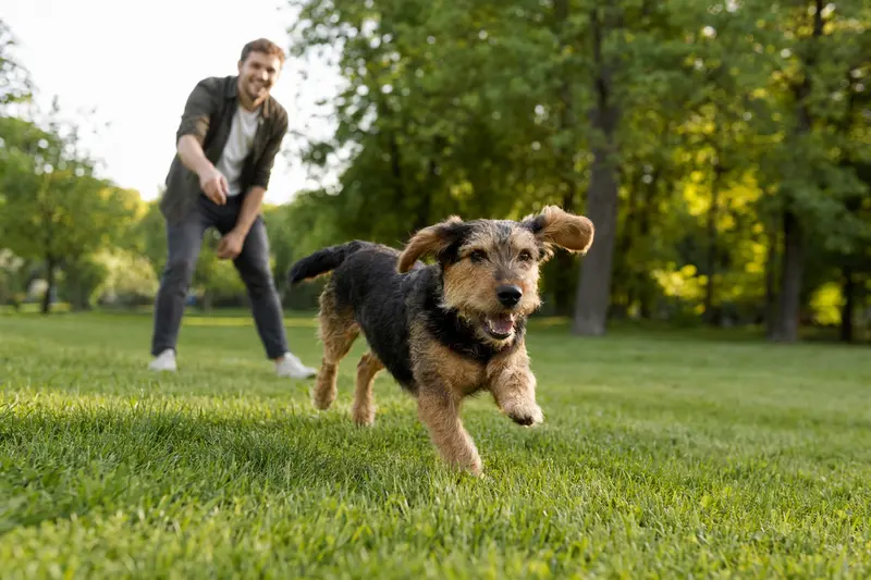 Ein fröhlicher Jura Niederlaufhund rennt über eine grüne Wiese, während sein Besitzer im Hintergrund mit ihm spielt und die Sonne strahlt.