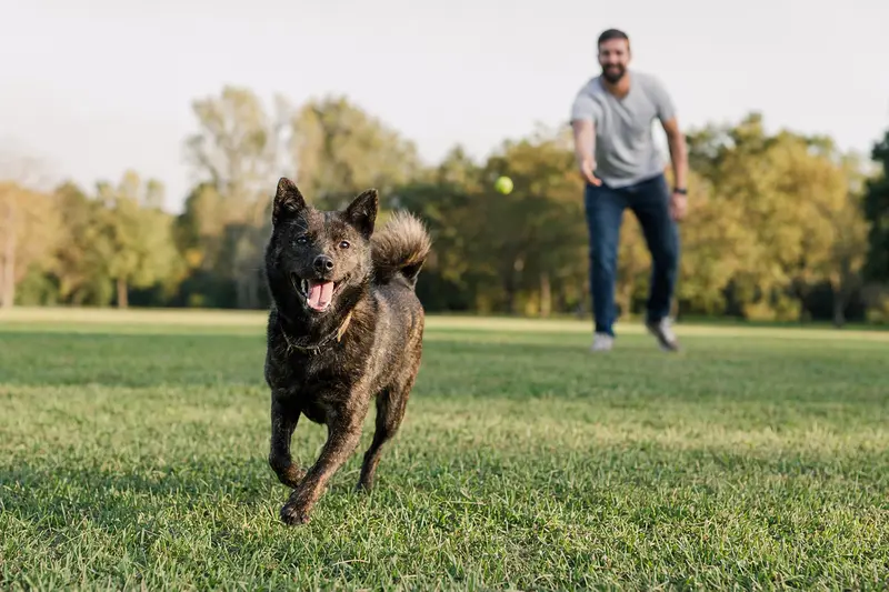 Ein lebhafter Kai Ken Hund springt fröhlich über eine grüne Wiese, während sein Besitzer mit ihm spielt.