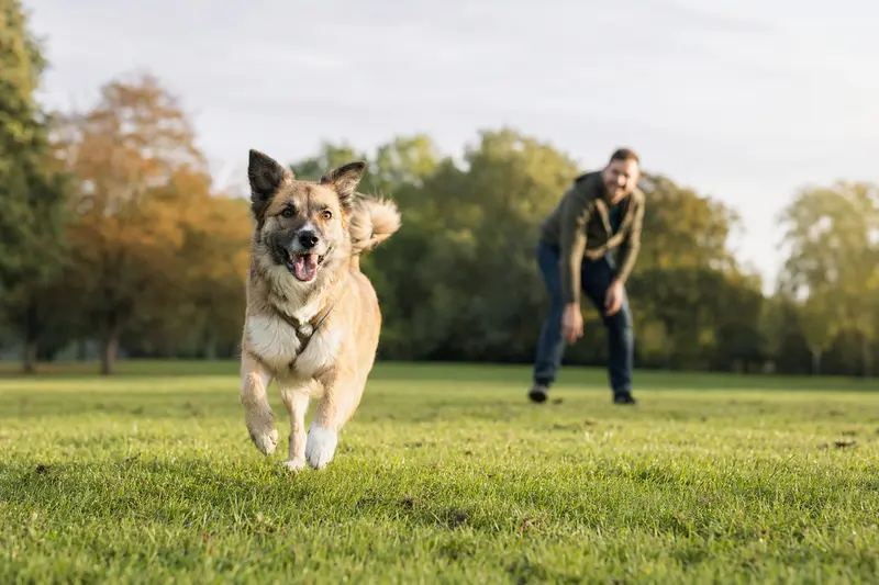 Ein fröhlicher Kanaanhund läuft über eine grüne Wiese, während sein Besitzer im Hintergrund mit ihm spielt, an einem sonnigen Tag.