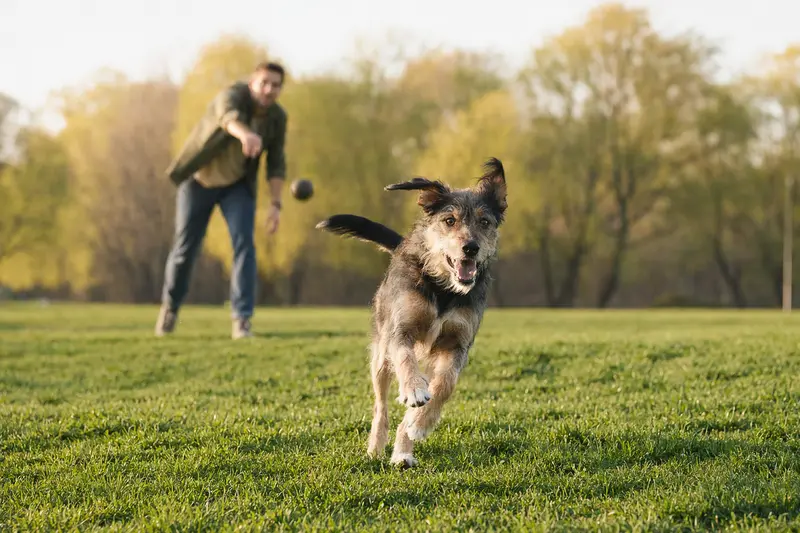 Ein fröhlicher Karabas Hund läuft über eine grüne Wiese, während sein Besitzer im Hintergrund spielt.