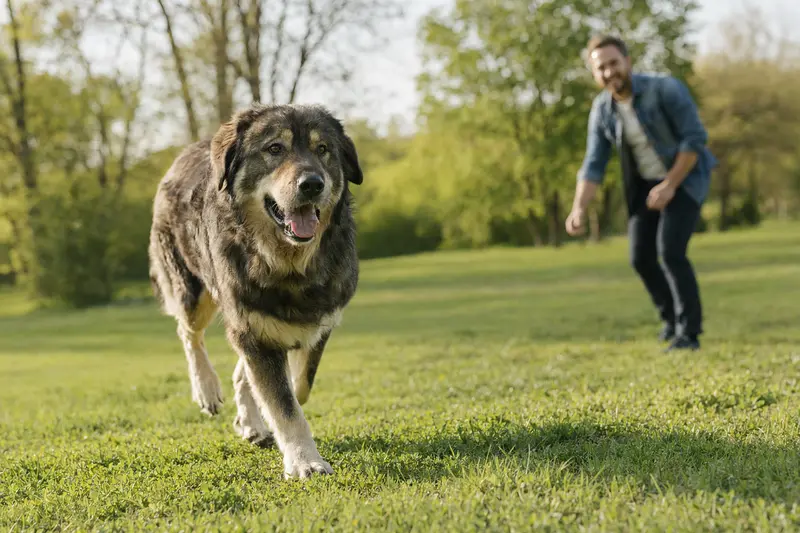 Ein vitaler Karakatschan-Hund läuft fröhlich über eine grüne Wiese im Park, während sein Besitzer im Hintergrund mit ihm spielt.