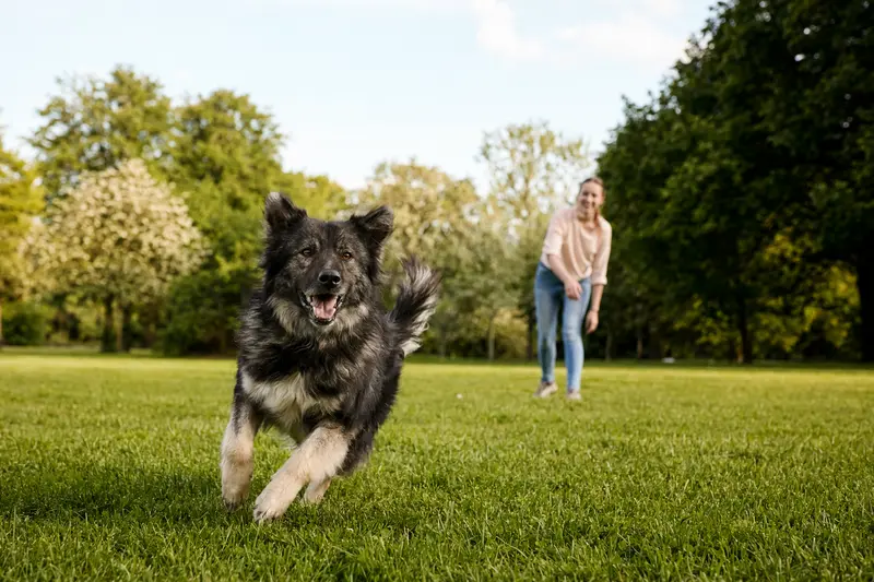 Ein fröhlicher Karakatschan Hund rennt über eine grüne Wiese, während sein Besitzer mit ihm spielt, an einem sonnigen Tag.