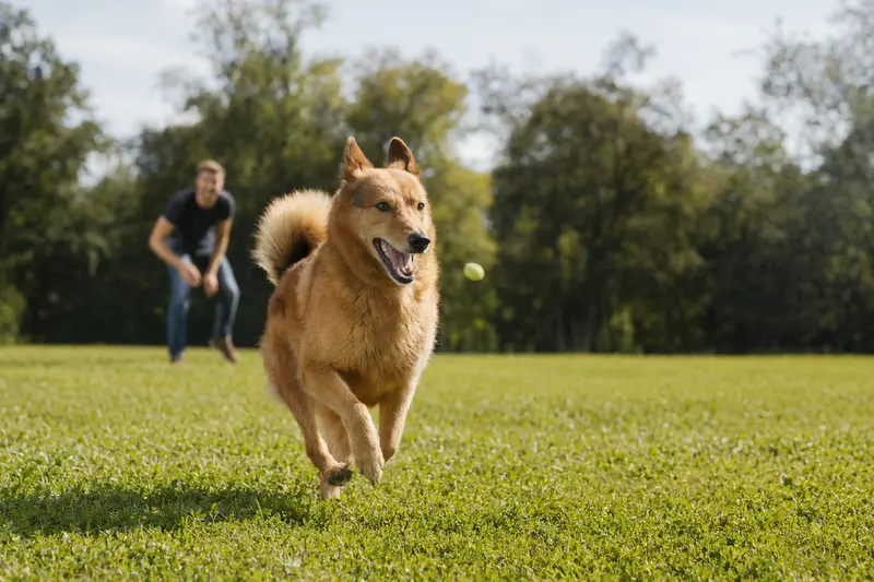 Ein vitaler Karelo-Finnish Laika läuft fröhlich über eine grüne Wiese im Park, während sein Besitzer im Hintergrund mit ihm spielt.