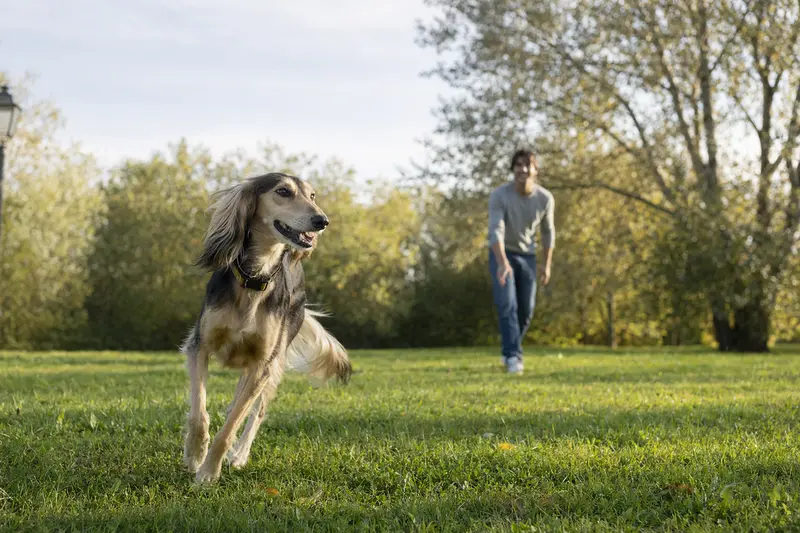 Ein fröhlicher Kasachskaja Tazi Hund läuft über eine grüne Wiese, während sein Besitzer im Hintergrund mit ihm spielt.