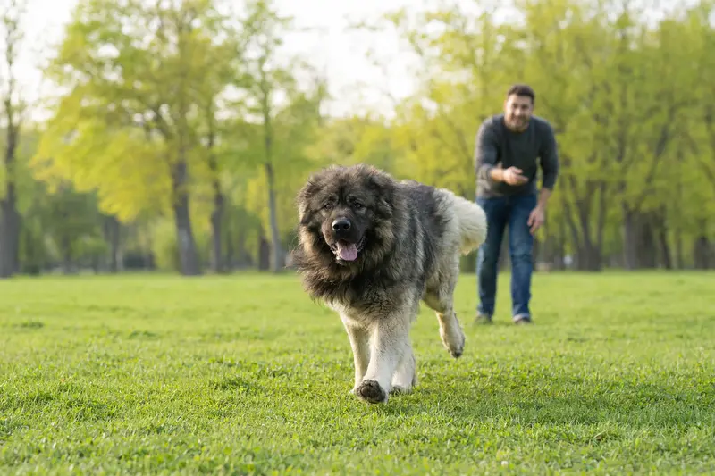 Ein Kaukasischer Hirtenhund läuft fröhlich über eine grüne Wiese, während sein Besitzer im Hintergrund spielt.