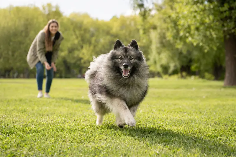 Ein fröhlicher Keeshond läuft über eine grüne Wiese, während sein Besitzer mit ihm spielt und die Sonne scheint. Dieser aktive Hund zeigt, wie wichtig Bewegung für die Gesundheit ist.