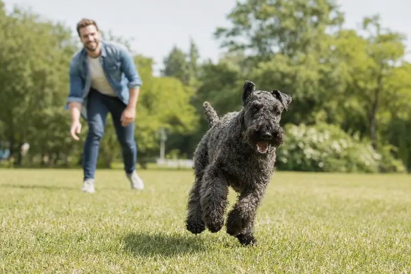 Ein fröhlicher Kerry Blue Terrier rennt über eine grüne Wiese, während sein Besitzer im Hintergrund spielt.