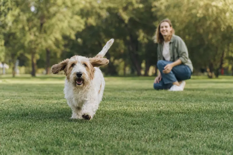 Ein fröhlich laufender Kleiner Basset Griffon Vendéen rennt über eine grüne Wiese im Park, während sein Besitzer im Hintergrund mit ihm spielt.