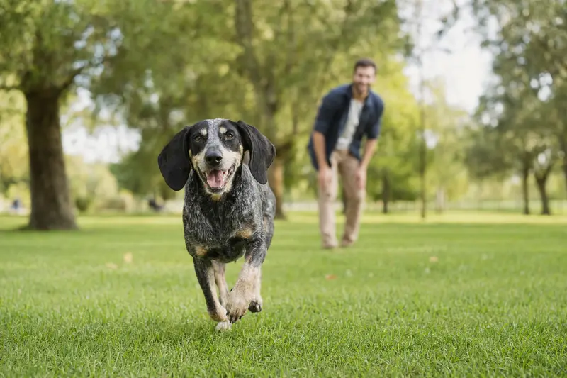 Ein fröhlicher Kleiner Blauer Gascogne Laufhund läuft über eine grüne Wiese, während sein Besitzer im Hintergrund mit ihm spielt.