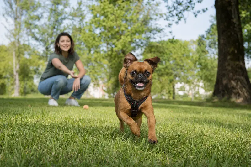 Ein kleiner Brabanter Hund läuft fröhlich über eine grüne Wiese, während sein Besitzer im Hintergrund mit ihm spielt.