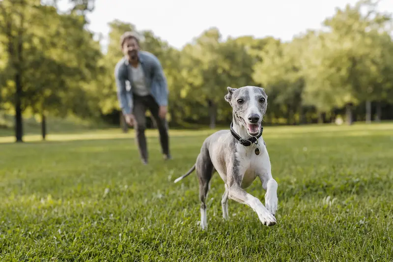 Kleiner Englischer Windhund läuft fröhlich über eine grüne Wiese im Park, während sein Besitzer im Hintergrund mit ihm spielt.