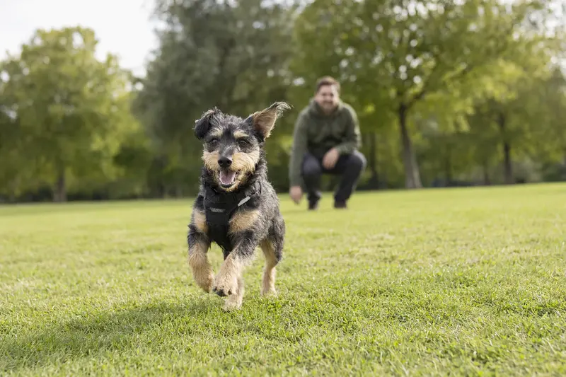 Ein fröhlicher Kobe-Terrier läuft über eine grüne Wiese, während sein Besitzer im Hintergrund spielt.