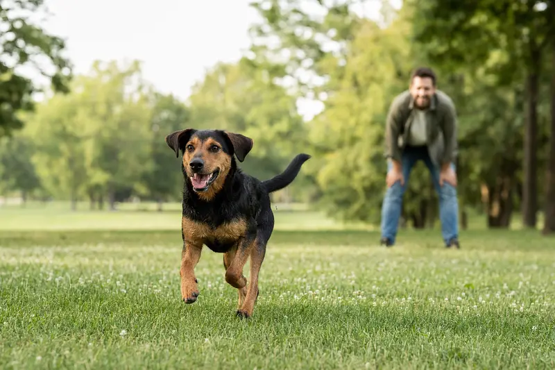 Ein Kopov Hund voller Energie läuft fröhlich über eine grüne Wiese, während sein Besitzer im Hintergrund mit ihm spielt.
