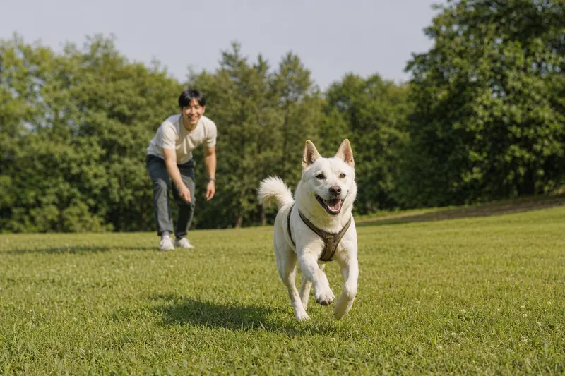 Ein vitaler Koreanischer Jindo Hund läuft fröhlich über eine grüne Wiese, während sein Besitzer im Hintergrund spielt.