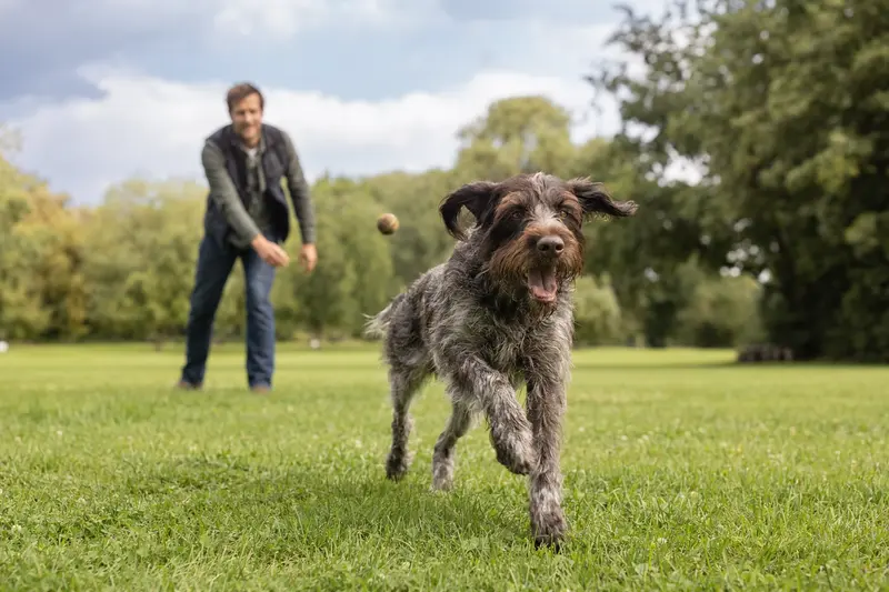Ein fröhlicher Korthals Griffon Hund läuft über die grüne Wiese, während sein Besitzer im Hintergrund spielt.