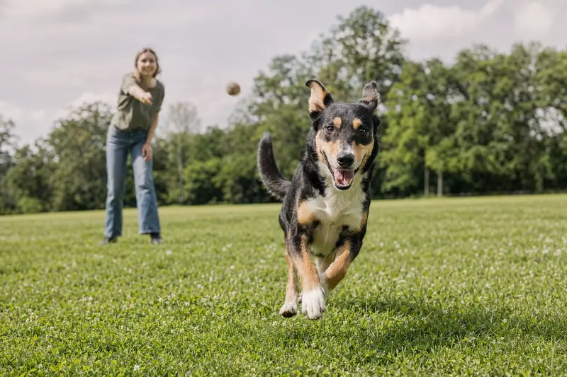 Ein fröhlicher Kurzhaarcollie läuft über eine grüne Wiese, während sein Besitzer im Hintergrund spielt.
