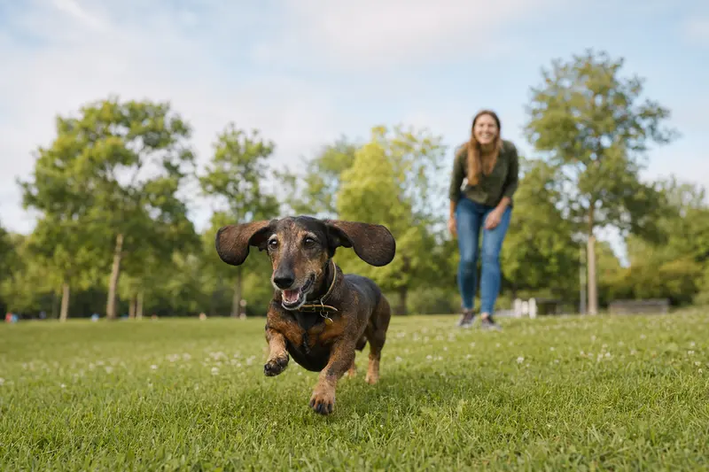 Ein fröhlicher Kurzhaarteckel Hund läuft über eine grüne Wiese, während sein Besitzer im Hintergrund mit ihm spielt.