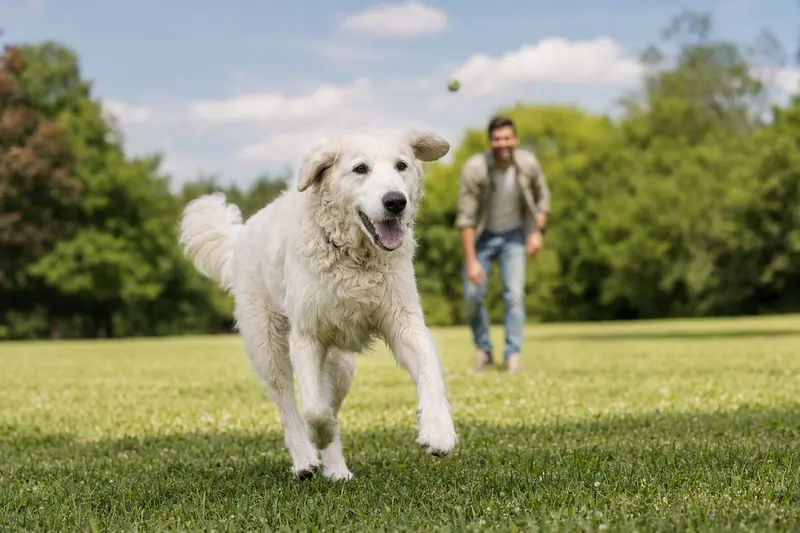 Der fröhliche Kuvasz Hund läuft dynamisch über eine grüne Wiese, während sein Besitzer im Hintergrund spielt.