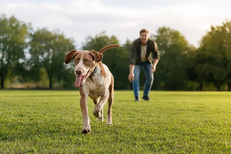 Ein lebhafter Lacy Game Dog läuft fröhlich über eine grüne Wiese, während sein Besitzer im Hintergrund mit ihm spielt und die Sonne scheint.