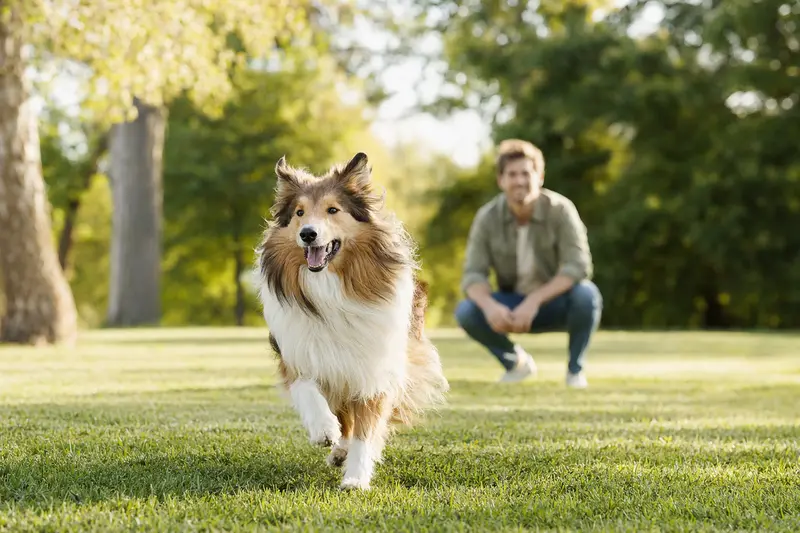 Ein gesunder Langhaarcollie spielt fröhlich mit seinem Besitzer auf einer Wiese im Park.