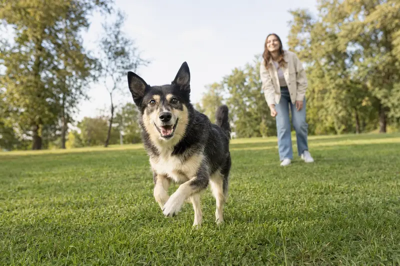 Ein fröhlicher Lapinporokoira Hund läuft über eine grüne Wiese, während sein Besitzer im Hintergrund spielt.