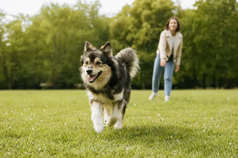 Ein fröhlicher Lappländer Rentierhund läuft über eine grüne Wiese, während sein Besitzer im Hintergrund spielt.