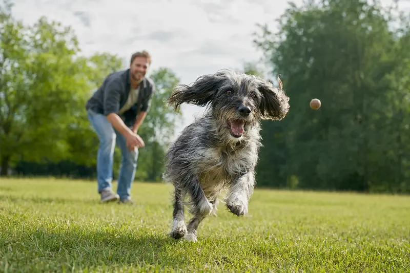 Ein fröhlicher Laverack-Setter läuft über eine grüne Wiese, während sein Besitzer mit ihm spielt.