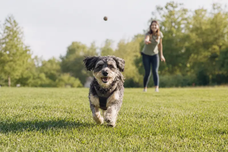 Ein vitaler Liptak Hund läuft fröhlich über eine grüne Wiese im Park, während sein Besitzer im Hintergrund mit ihm spielt.