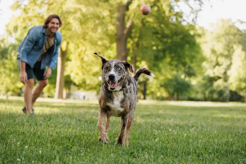 Ein fröhlicher Louisiana Catahoula Leopard Dog läuft über eine grüne Wiese, während sein Besitzer im Hintergrund spielt.