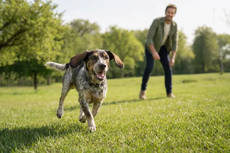 Vitaler Luzerner Niederlaufhund läuft fröhlich über eine grüne Wiese, während sein Besitzer im Hintergrund mit ihm spielt.