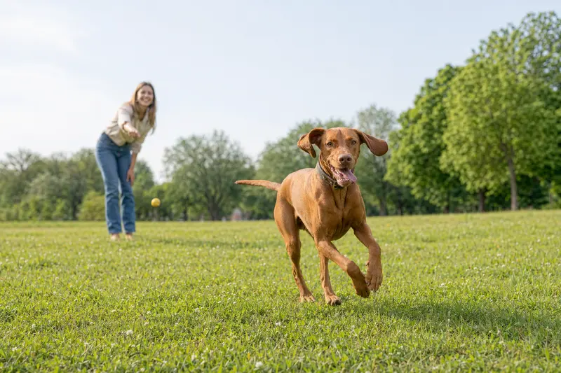 Ein vitaler Magyar Vizsla Hund läuft fröhlich über eine grüne Wiese, während sein Besitzer im Hintergrund mit ihm spielt.