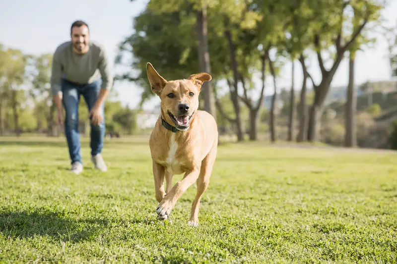 Ein fröhlicher Majorero Canario Hund läuft über eine grüne Wiese, während sein Besitzer im Hintergrund mit ihm spielt.